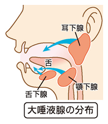 イラスト：大唾液腺の分布